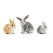 Schleich Klietka pre králiky s králikmi - KP HRAČKA